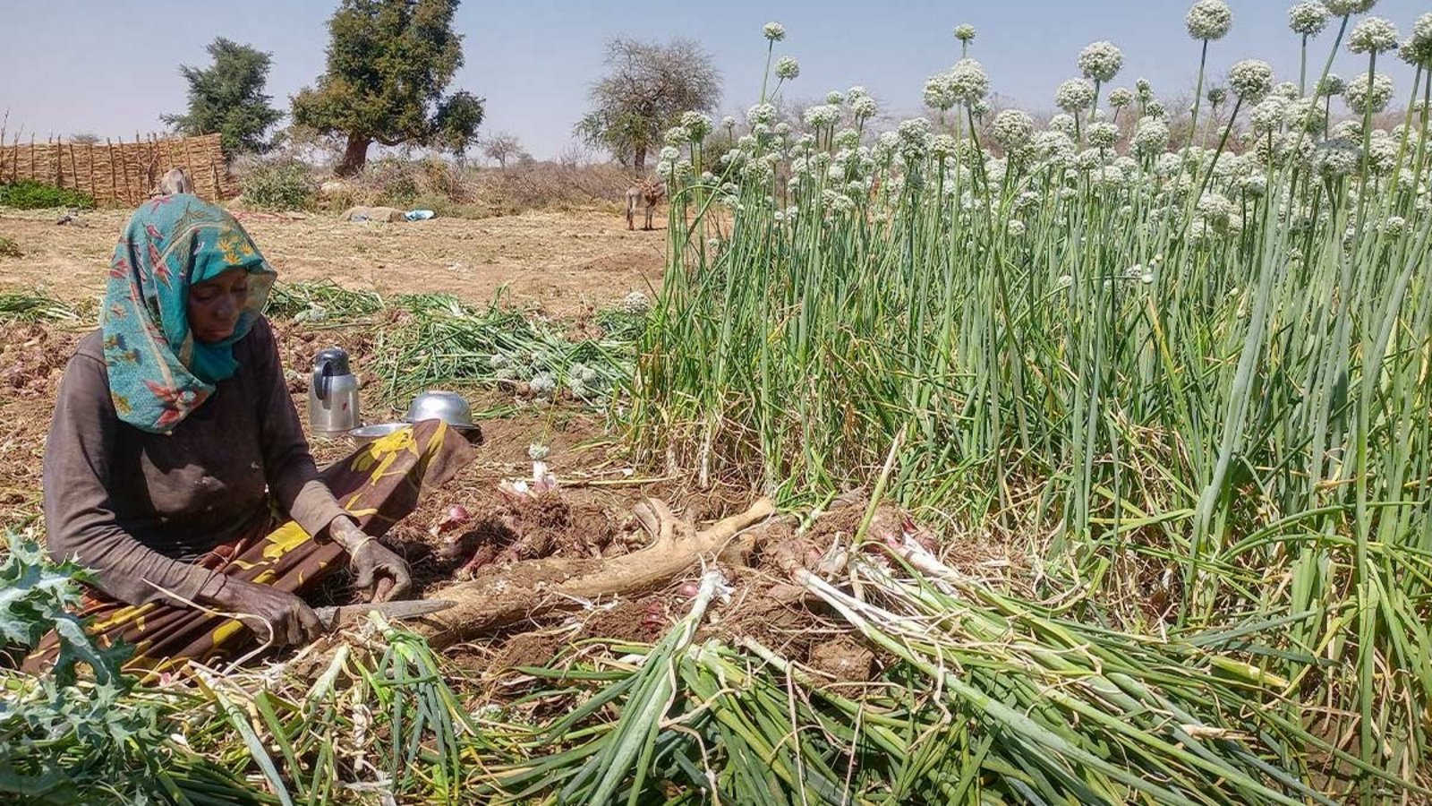 Eine Kleinbäuerin sitzt vor einem Feld und bearbeitet ihre Ernte