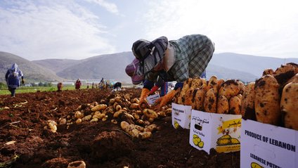 Landwirt:innen im Libanon ernten Kartoffeln